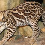 AI拯救瀕危物種