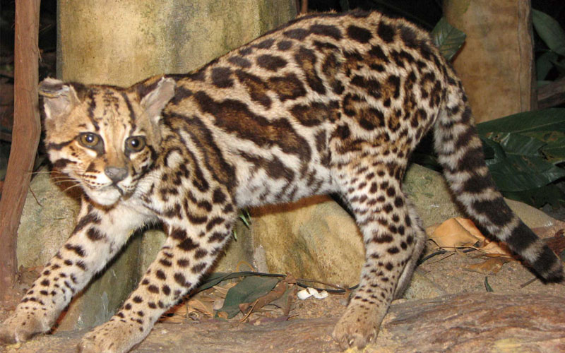 AI拯救瀕危物種